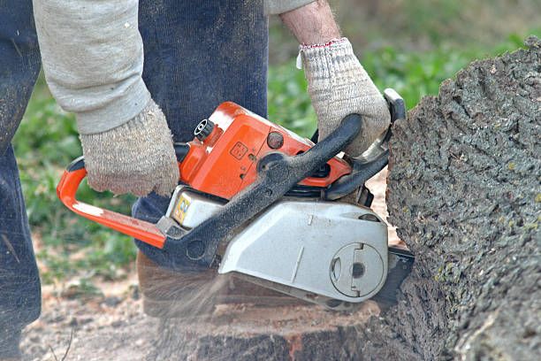 Best Tree Removal  in Rockford, MN